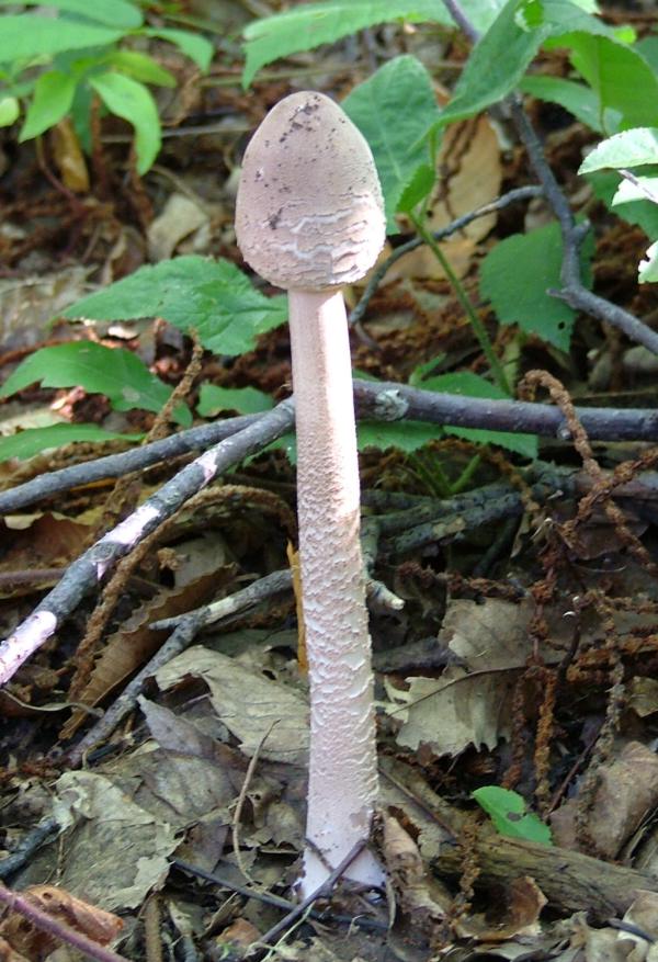  Image name: Mazza di Tamburo11.jpg 
 width: 600 pixel 
 height: 877 pixel 
 Size: 98167 bytes 
 Click to enlarge 